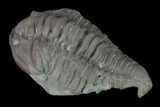 Bargain, Prone Flexicalymene Trilobite - Mt Orab, Ohio #137490-1